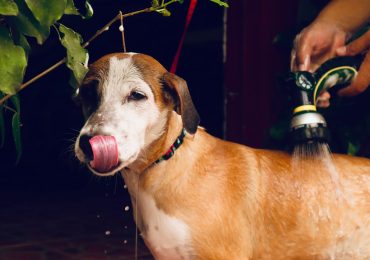 Baignoire ou douche : quel est le plus pratique pour un grand chien?