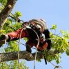 Comment préparer votre jardin pour l’élagage ?