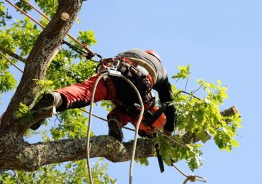 Comment préparer votre jardin pour l&rsquo;élagage ?