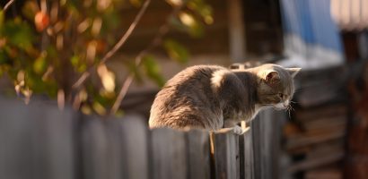 découvrez tous les types de clôtures pour sécuriser et embellir votre jardin ou propriété. conseils, inspirations et comparatifs pour choisir la solution idéale adaptée à vos besoins.