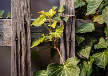 Clôture empiétant chez le voisin : que faire