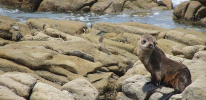 découvrez notre sélection de rocailles pour aménager votre jardin avec style et naturel. conseils et inspirations pour créer un espace extérieur unique.