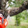Sécuriser la zone avant le démontage d’un arbre