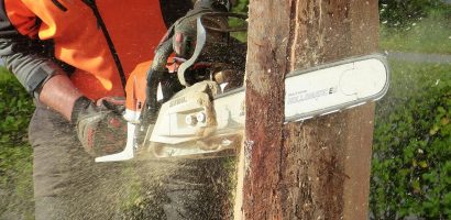 la taille sanitaire consiste à enlever les branches malades, mortes ou endommagées pour préserver la santé et la croissance des arbres.