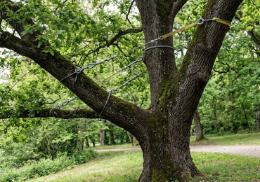 Haubanage : éviter les accidents de voisinage liés aux chutes de branches