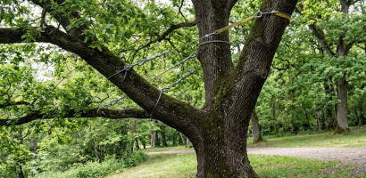 haubanage d'arbre
