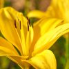 Fleurs coupées toxiques pour les chats : attention aux lys