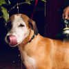 Baignoire ou douche : quel est le plus pratique pour un grand chien?